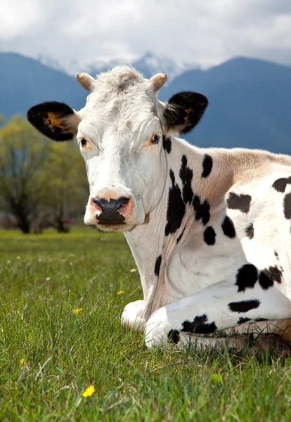 Spotted cow lying on meadow — Stock Photo, Image