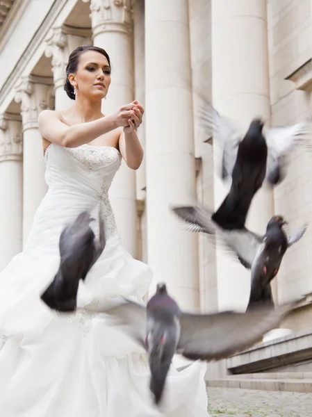 花嫁の鳩 — ストック写真