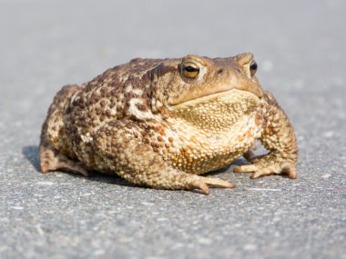 Big brown frog (toad) clipart