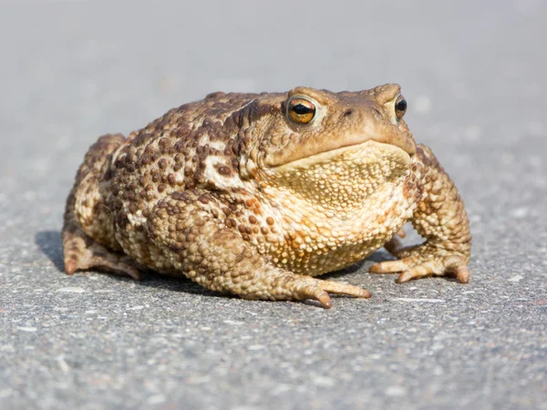 Grote bruine kikker (toad) Stockfoto