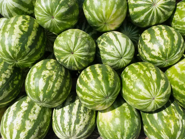 Watermelons heap — Stock Photo, Image