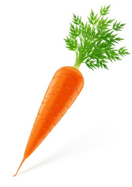 Carrot with top clipart