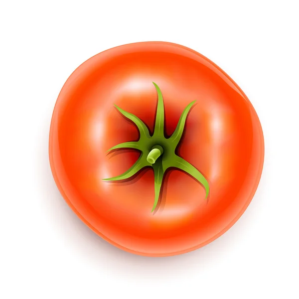 Tomato with rootlet top side — Stock Vector