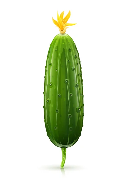 Pepino verde maduro — Vector de stock