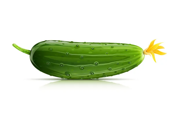 Concombre vert mûr — Image vectorielle