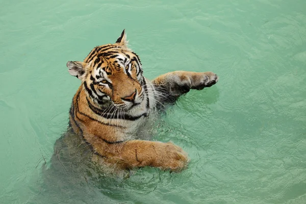 Sumatra Tygrys — Zdjęcie stockowe