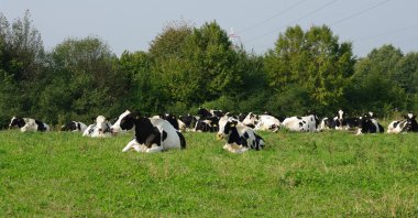 Cows in the meadow clipart