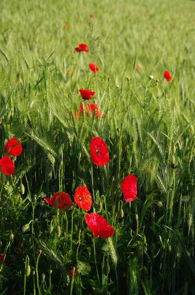 Poppy in a field — Stock Photo, Image