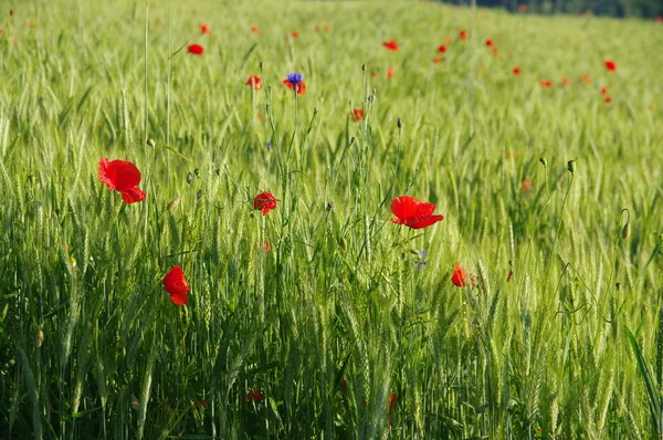 Wheat field with poppies — Stock Photo, Image