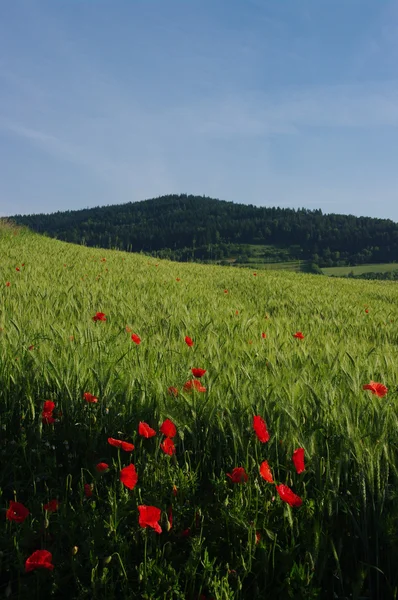 Poppy in a field — Stock Photo, Image