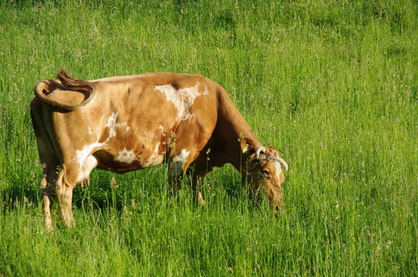 Vaca comiendo hierba — Foto de Stock