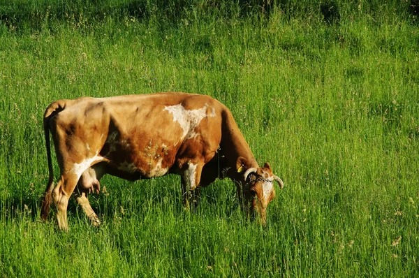 Mucca che mangia erba in un prato — Foto Stock