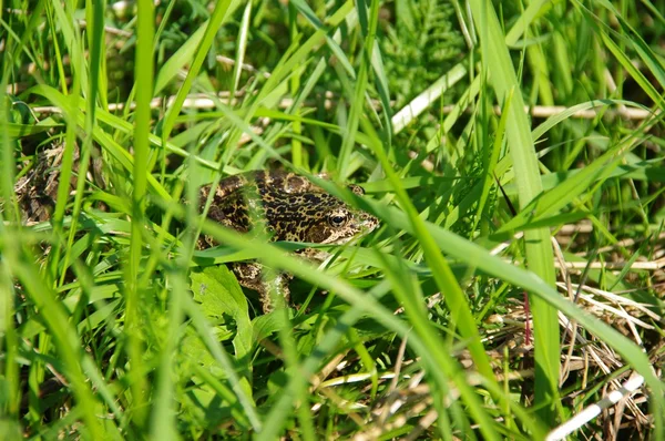 stock image Frog in the grass