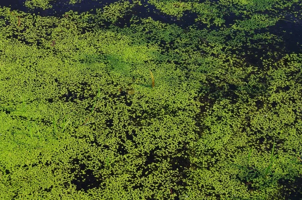 Algas na superfície do lago — Fotografia de Stock