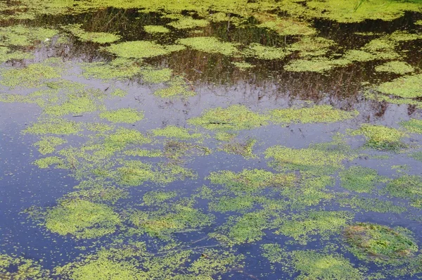 Водорості на поверхні озера — стокове фото
