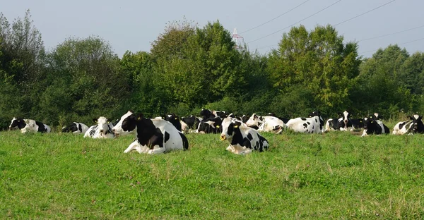 Корови на лузі Ліцензійні Стокові Зображення