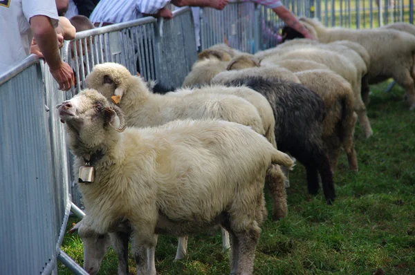 Наблюдая за овцами — стоковое фото
