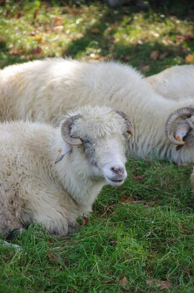 Schafe ruhen auf einer Weide — Stockfoto