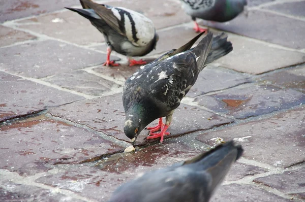 stock image Pigeons