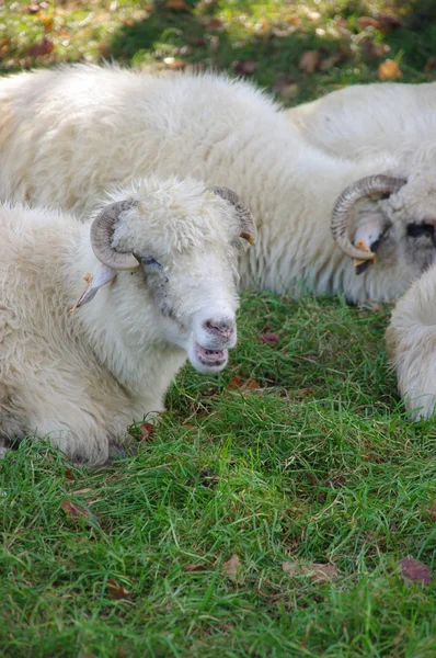 Овцы на зеленом лугу — стоковое фото
