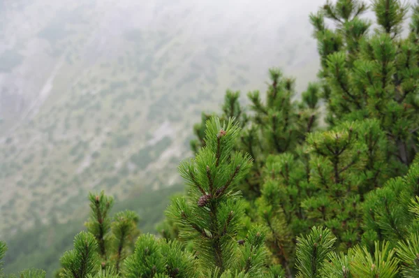 塔特拉山脉的植物 — 图库照片