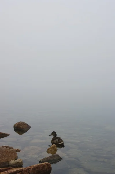 鸭在雾中 — 图库照片