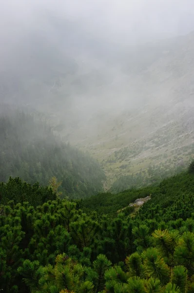 山の中の霧 — ストック写真