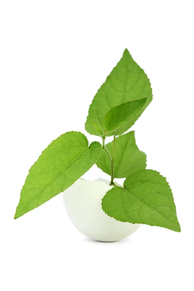 Ung grön växt i ett äggskal — Stockfoto
