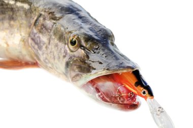 Jaws of a pike with wobbler clipart