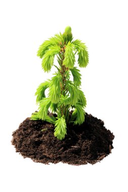 Green seedling isolated clipart