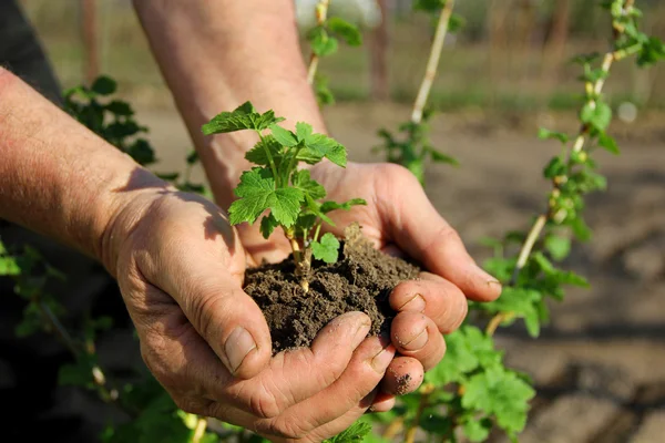 Hands holding seedling — Stock Photo, Image