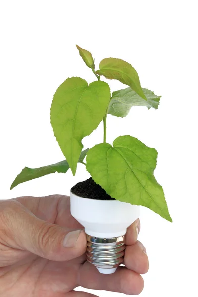 Plant in a base of energy-saving bulb — Stock Photo, Image