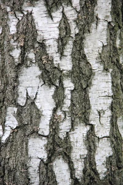 Huş ağacı kabuğu — Stok fotoğraf