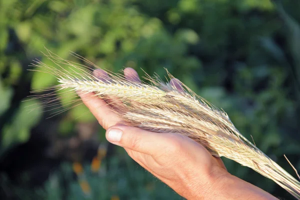 Ears of rye in hand оf farmer — Stock Photo, Image