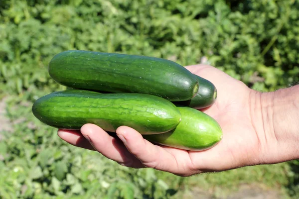 Verschillende komkommers in een hand van landbouwer — Stockfoto