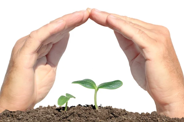 Small plant protected hands — Stock Photo, Image