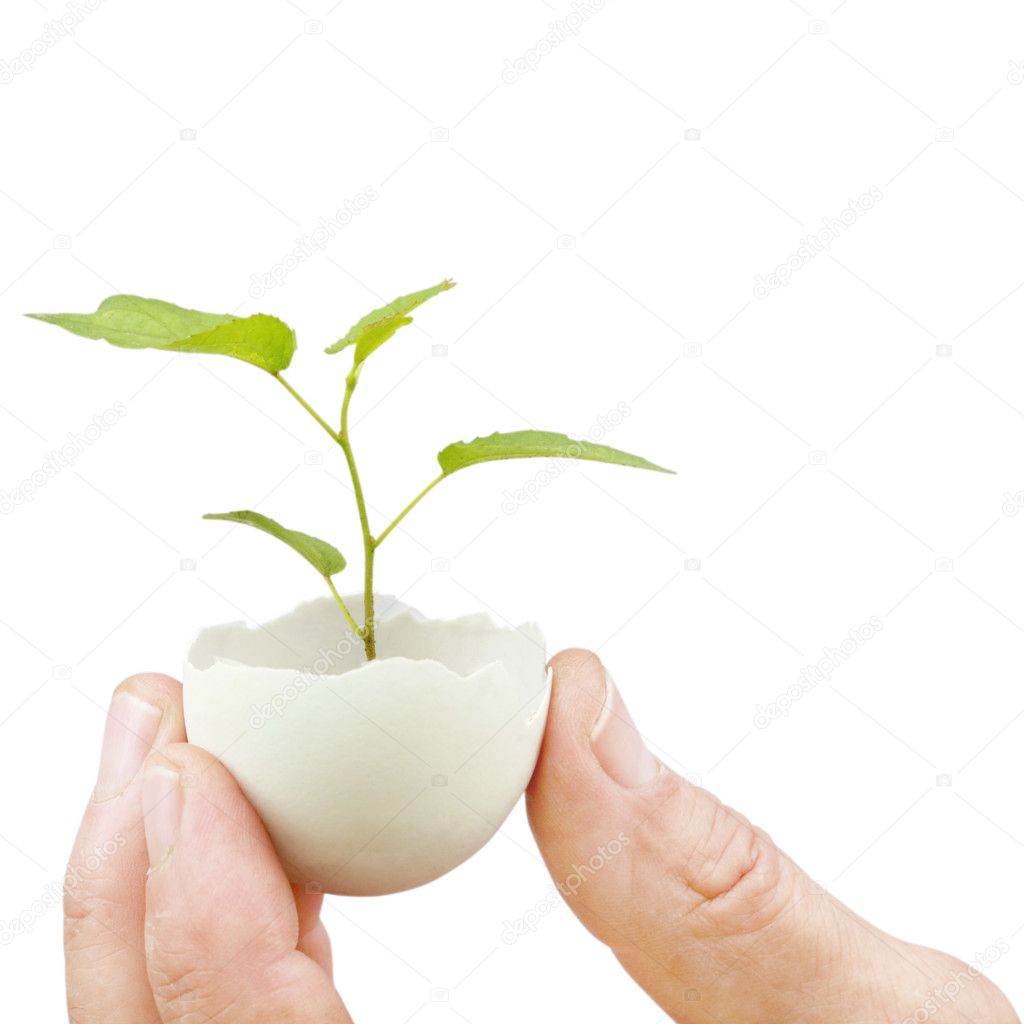 Young green plant in an eggshell