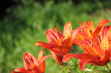 Martagon lily