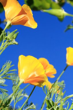 California poppy flower clipart