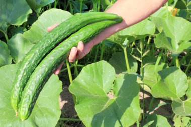 Big cucumber in a hand of farmer clipart