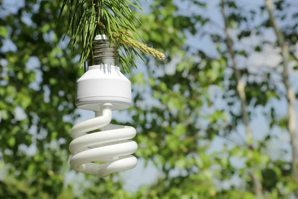 Lampadina a risparmio energetico su un ramo di pino — Foto Stock