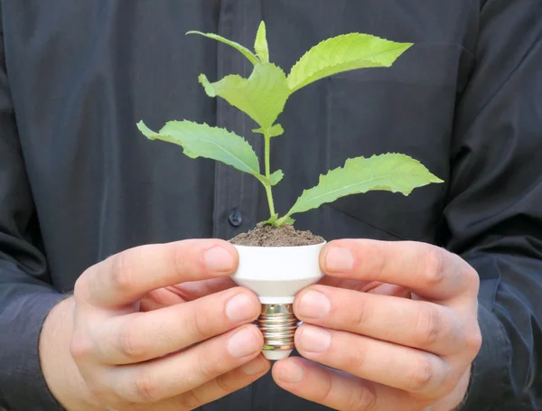 Planta numa base de lâmpada economizadora de energia — Fotografia de Stock
