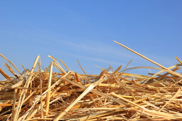 Dry straw texture — Stock Photo, Image