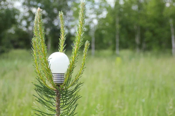 Light bulb on a branch of pine — Stock Photo, Image