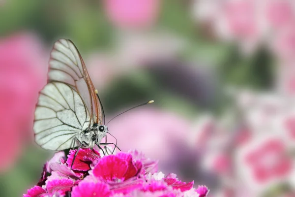 Stock image Butterfly sitting on flower carnation