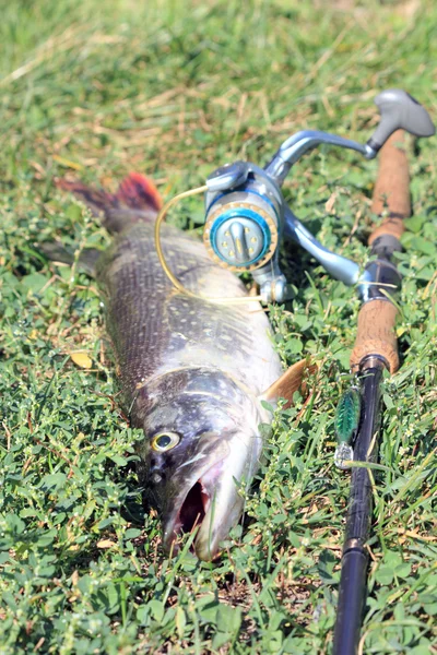 Fishing catch - pike — Stock Photo, Image