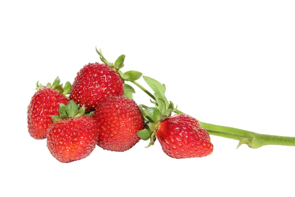 Sprig of strawberries on a white background — Stock Photo, Image