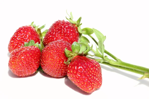 Brin de fraises sur fond blanc — Photo