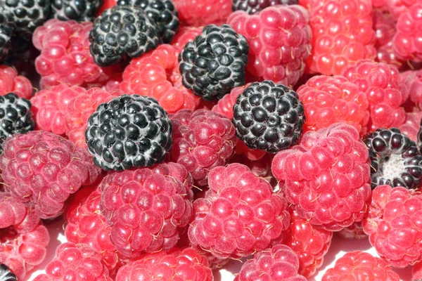 Black and red raspberries — Stock Photo, Image