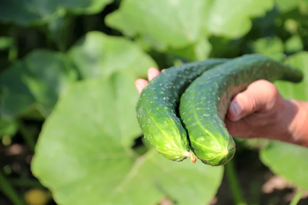 Stor gurka i en räcka av bonden — Stockfoto